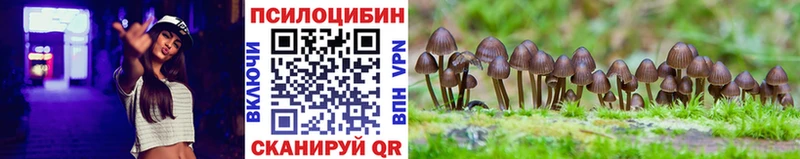 Купить  Волоколамск  Псилоцибиновые грибы Psilocybe 